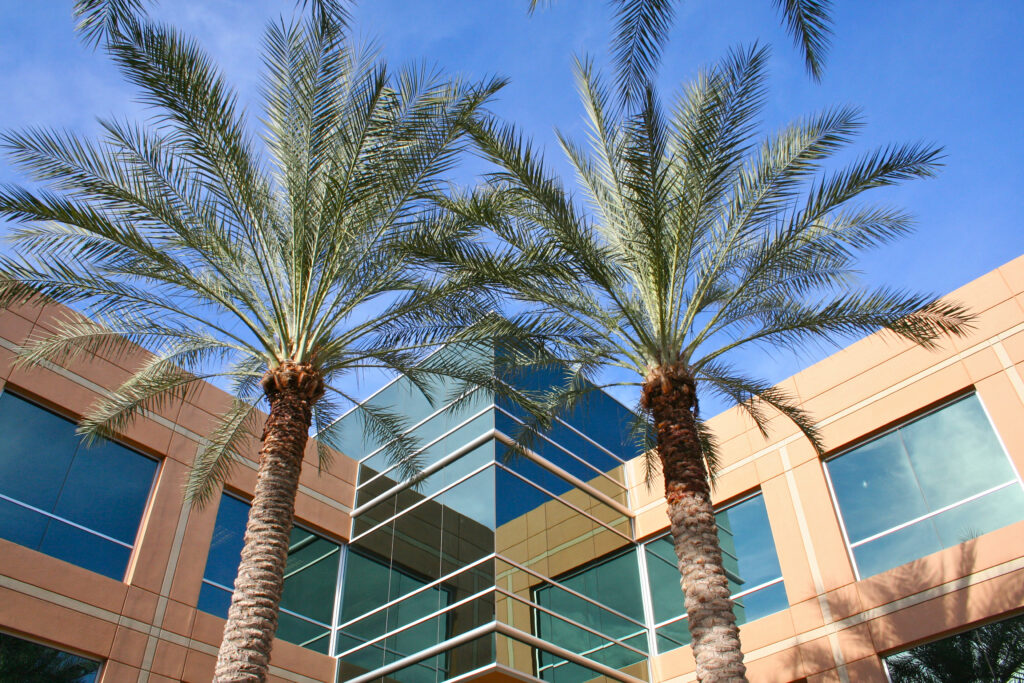 Modern Arizona building framed by tall palm trees under a clear blue sky, symbolizing the warm climate and scenic appeal that attract snowbirds to the state